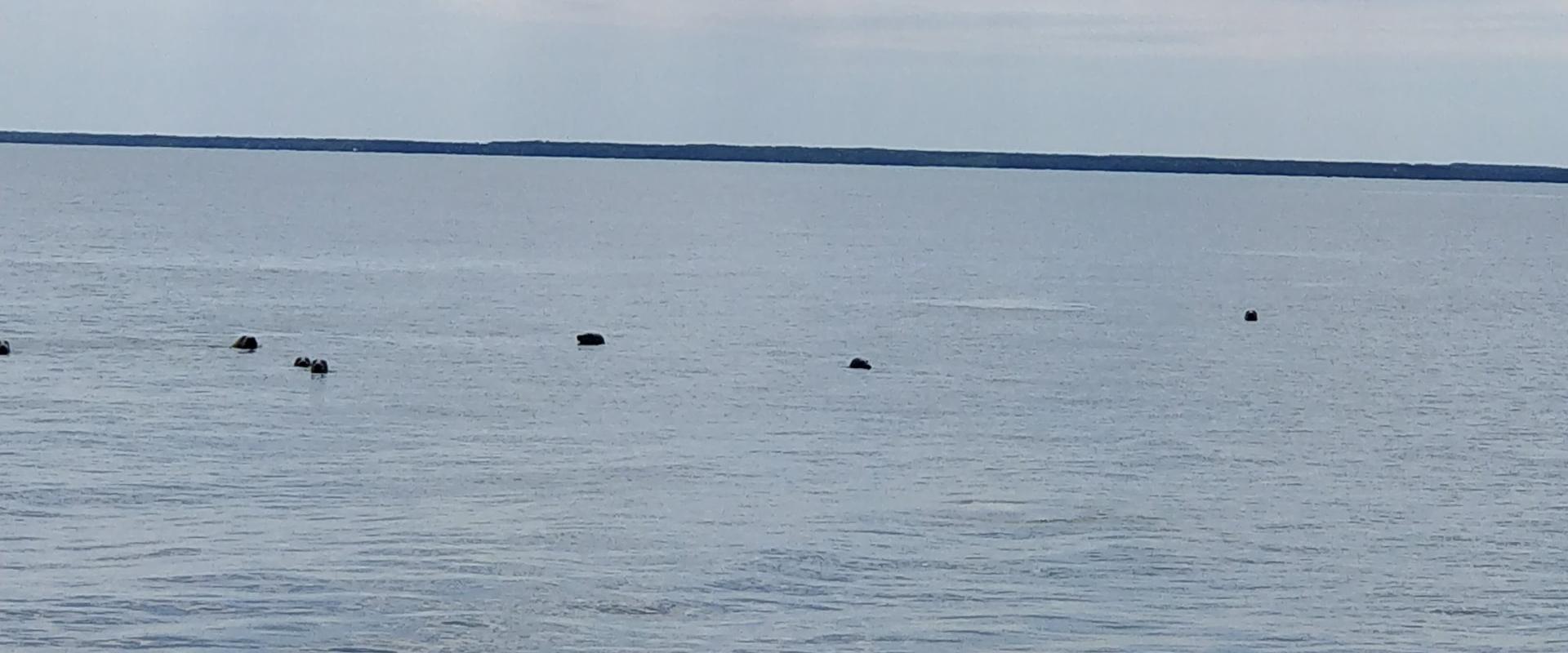 Seals