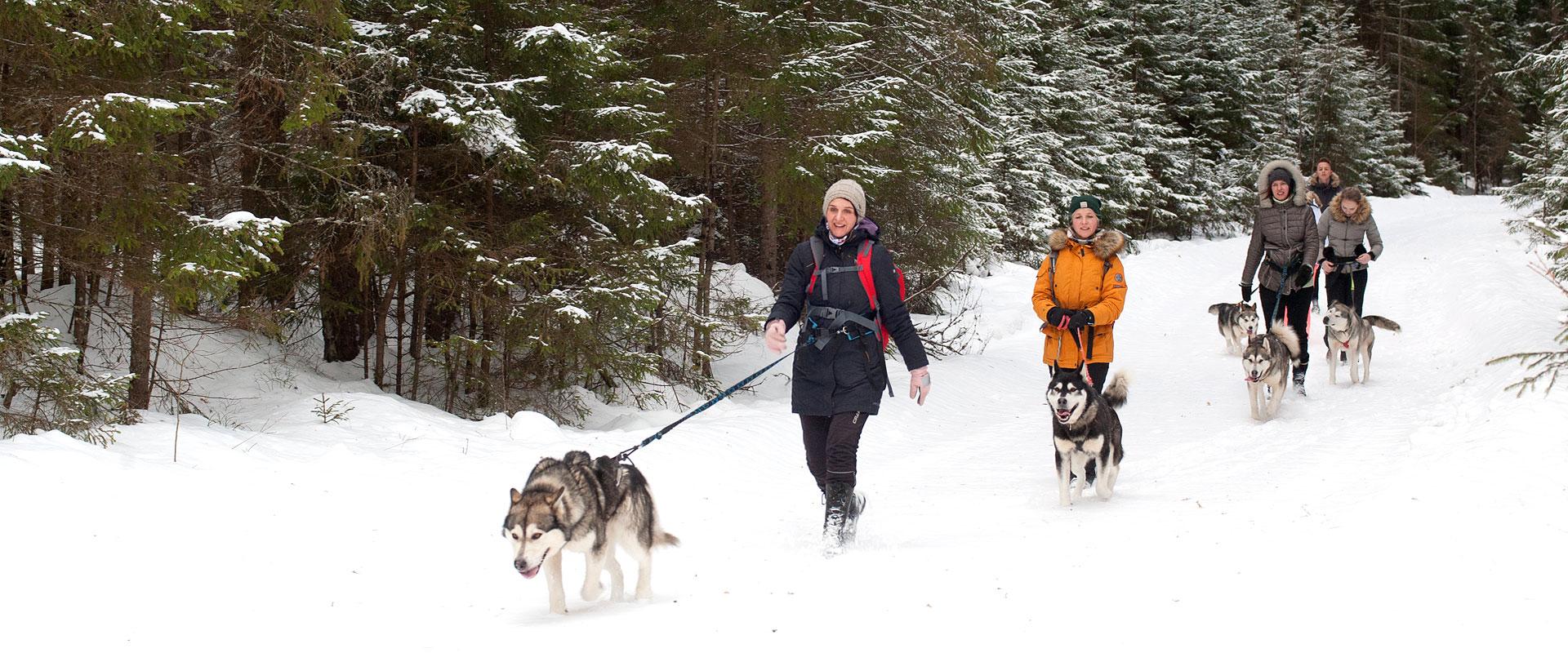 Hiking with sled dogs