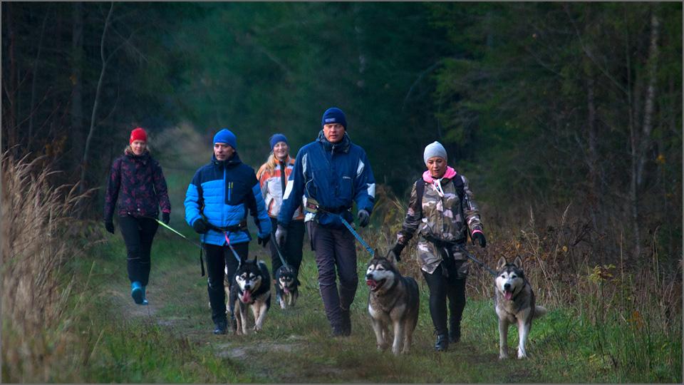 Hikers and sled dogs in nature at Järvselja nature reserve