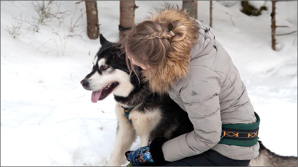 Wanderer mit Schlittenhunden in winterlicher Natur von Järvselja im Landkreis Tartumaa