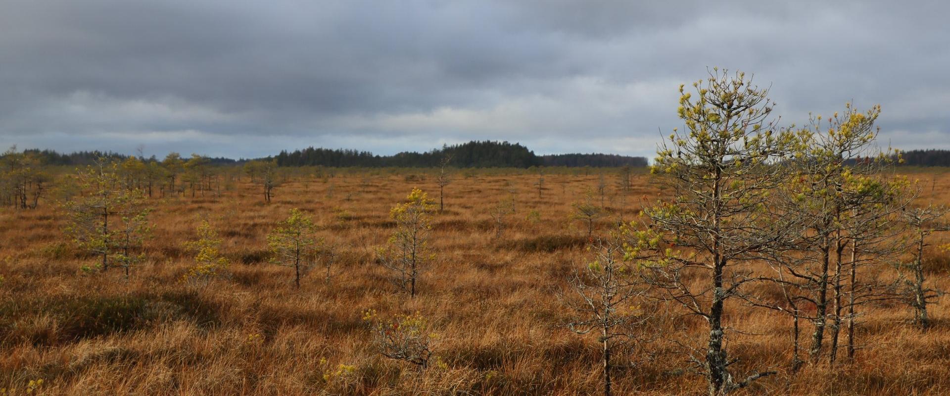 Nature Tours Estonian suokenkäretki Peipsiveeren luonnonsuojelualueen rämesaarille