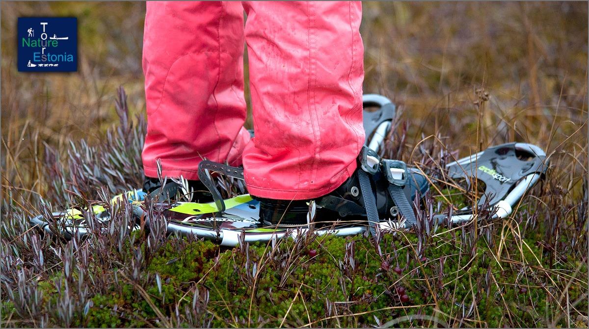 Nature Tours Estonia snowshoe trip to the bog islands of the Peipsiveere Nature Reserve