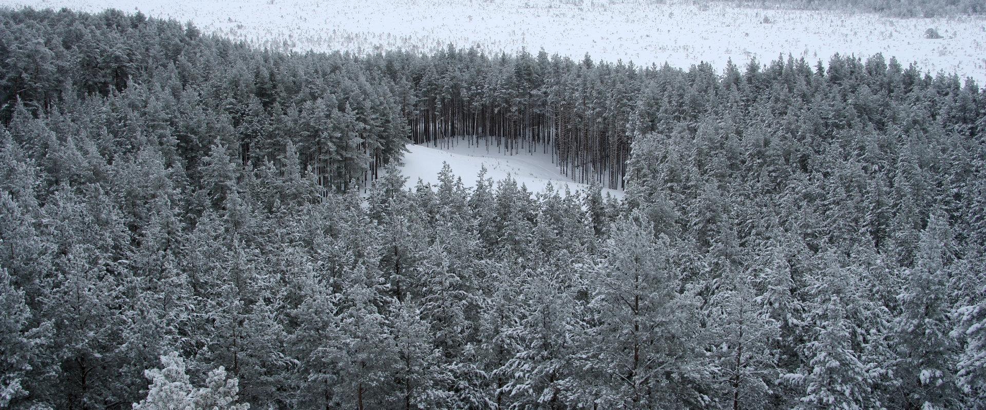 Naturlehrpfad Rannametsa-Tolkuse der Staatlichen Forstverwaltung