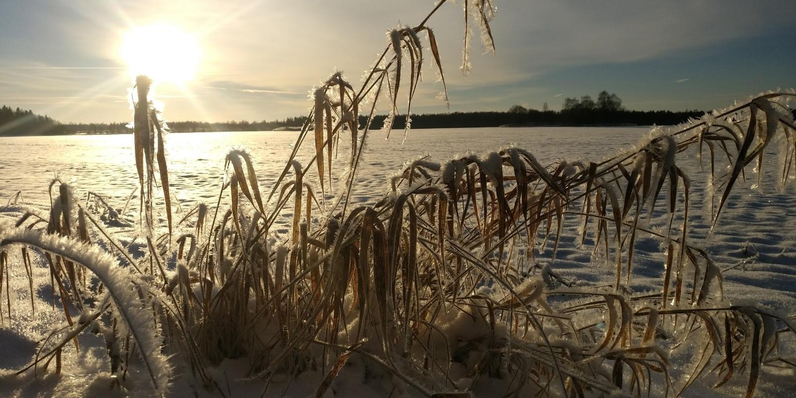 Cosius Pubi linnuvaatlus jalutuskäigud