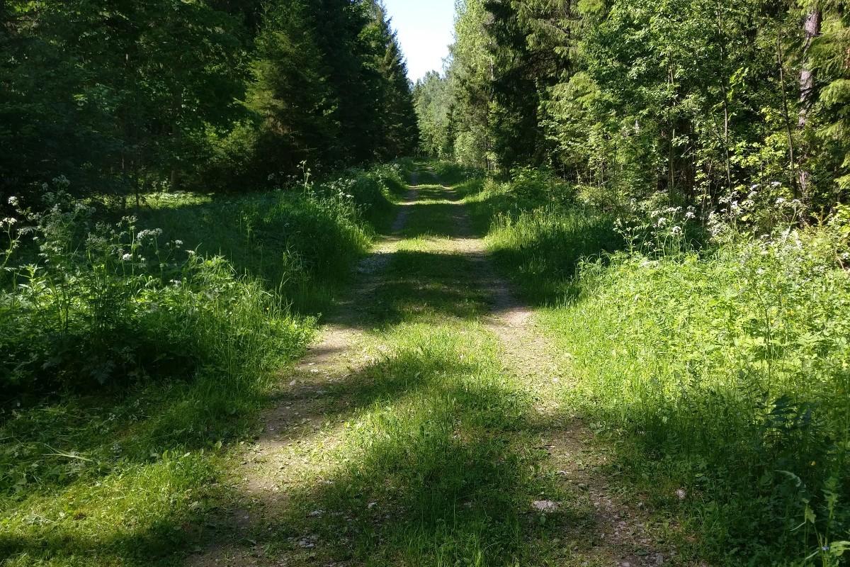 Cosius Pubi linnuvaatlus jalutuskäigud