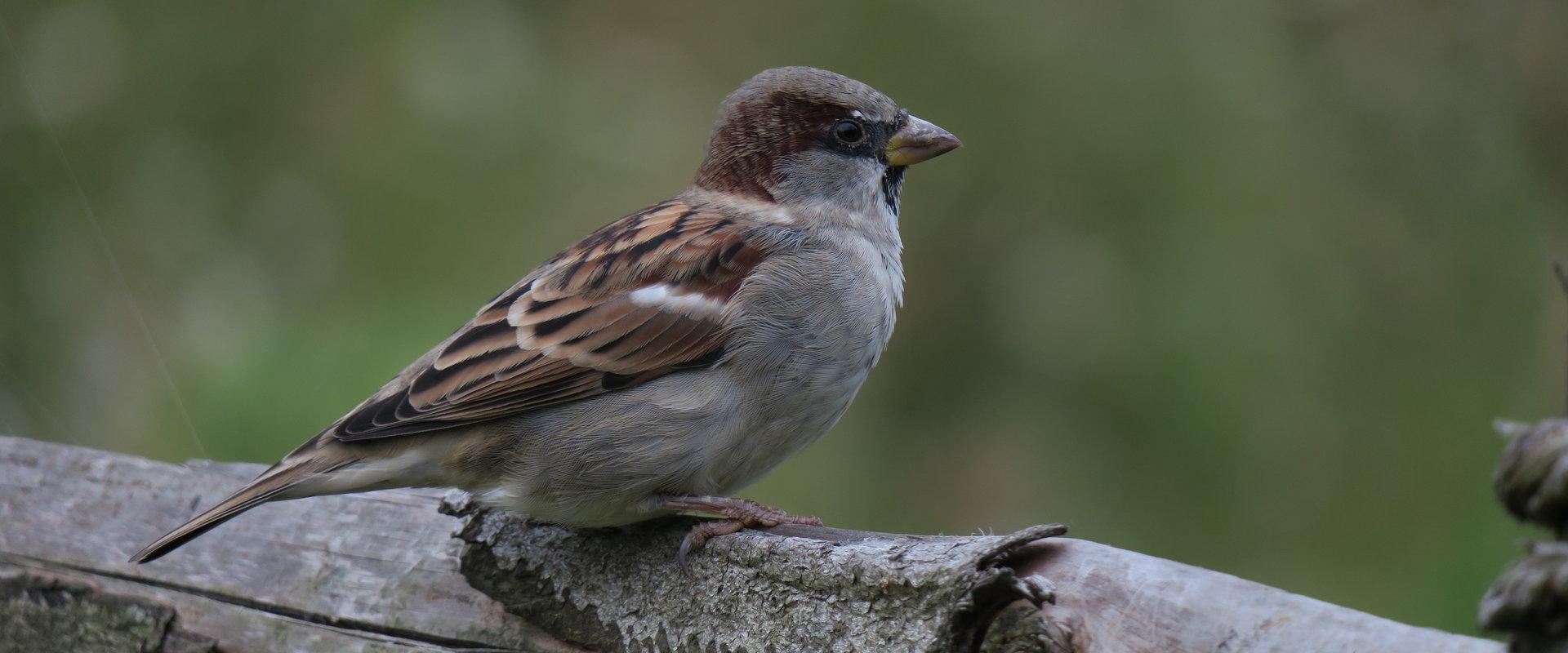 Cosius Pubi linnuvaatlus koduvarblane