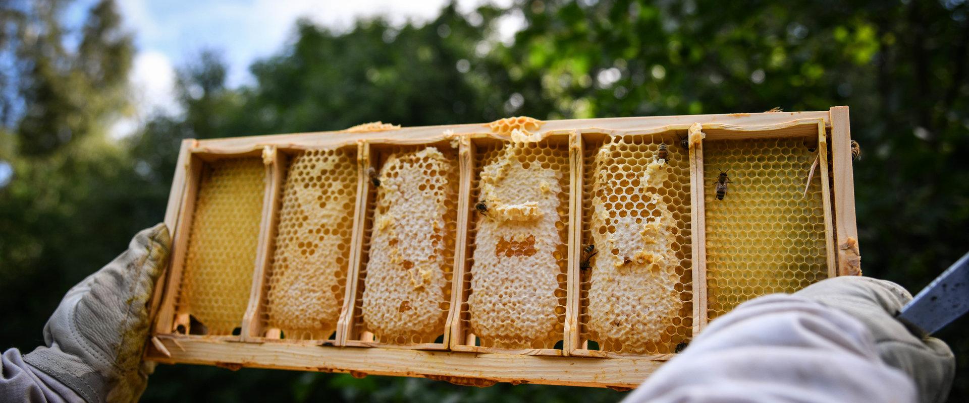 Langsame Momente während eines Besuchs des Bienengartens des Landhofs Tormikadaka