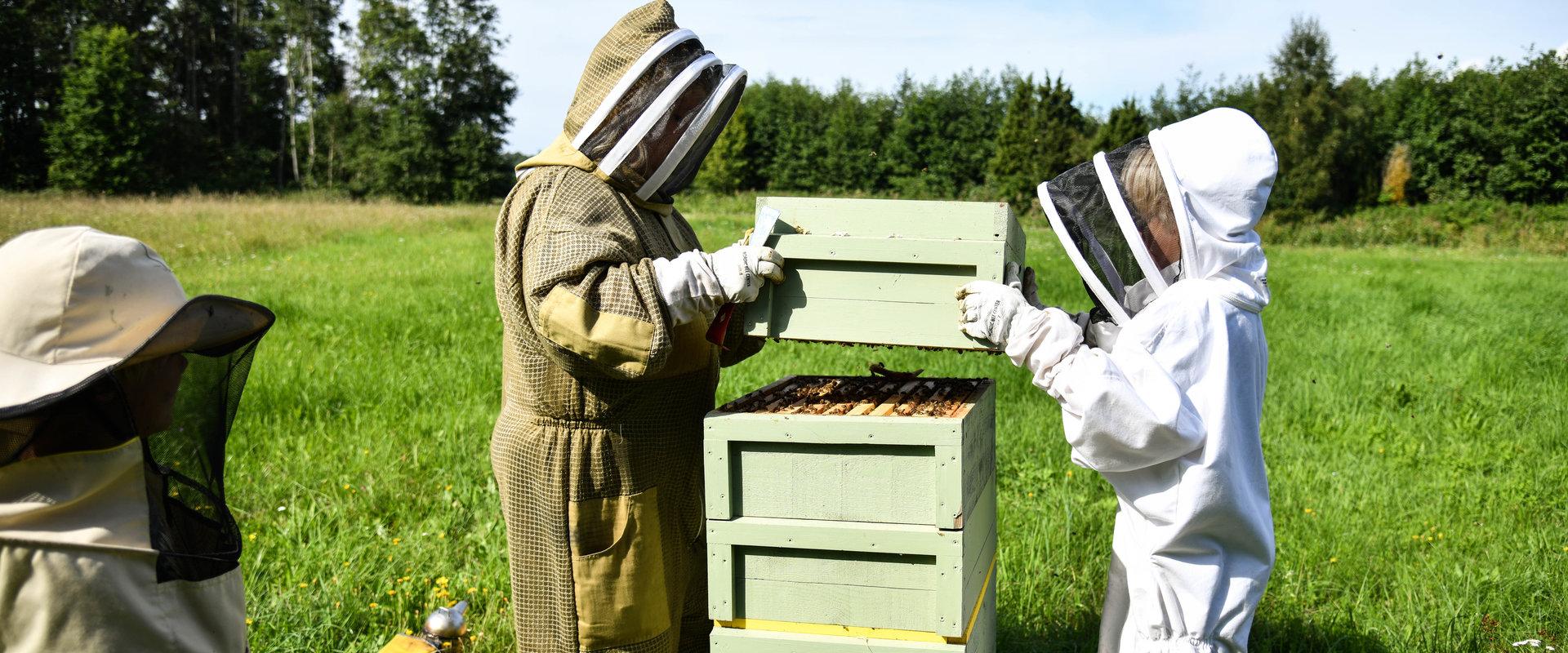 Langsame Momente während eines Besuchs des Bienengartens des Landhofs Tormikadaka