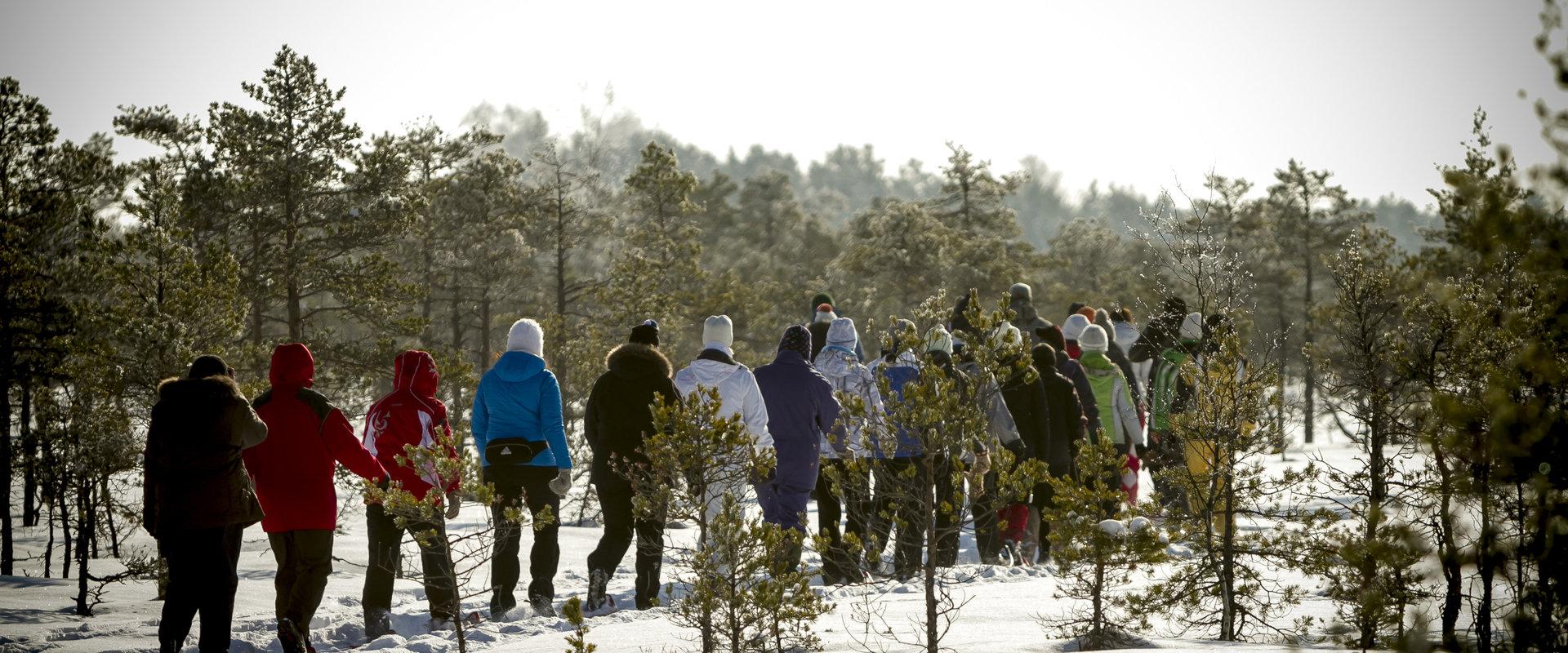 Winter snowshoe hike in Männikjärve bog