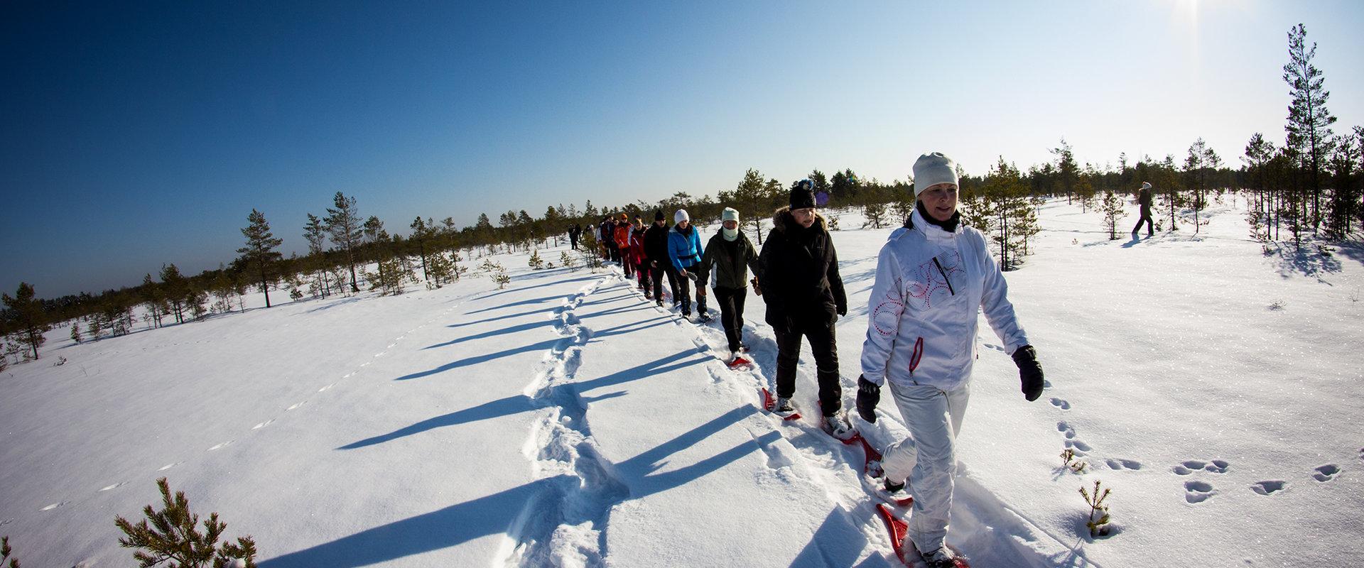 Winter snowshoe hike in Männikjärve bog