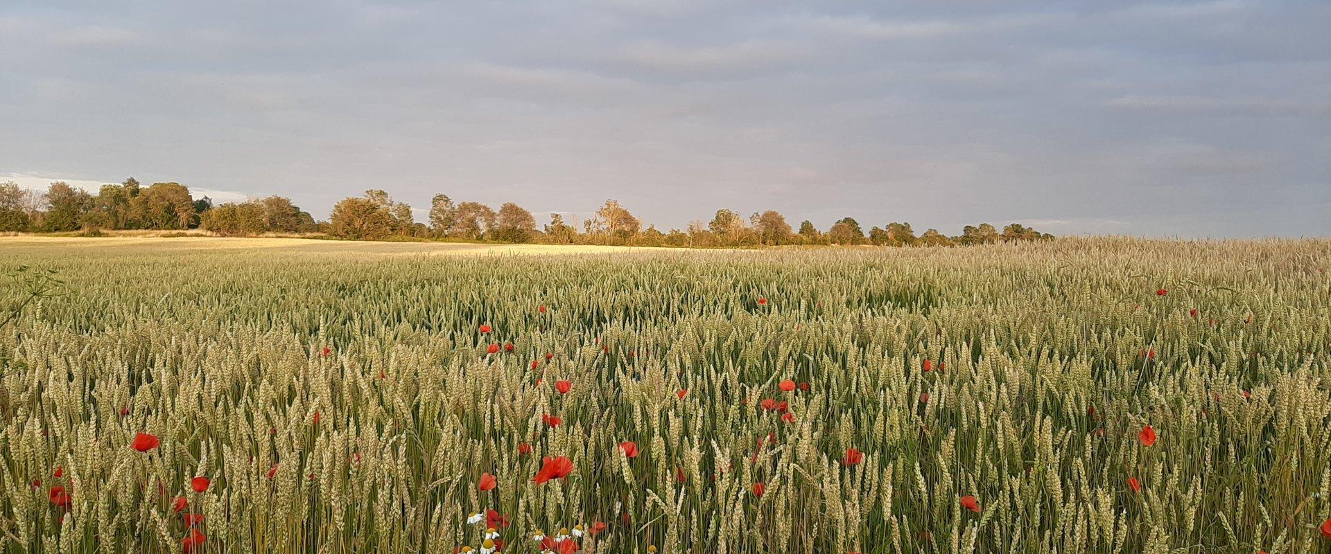 Kadakasuits, Weizenfeld