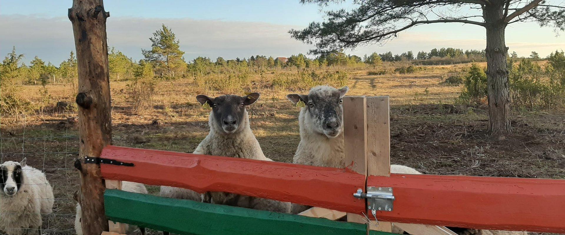 Kadakasuitsun majoituksen lampaat