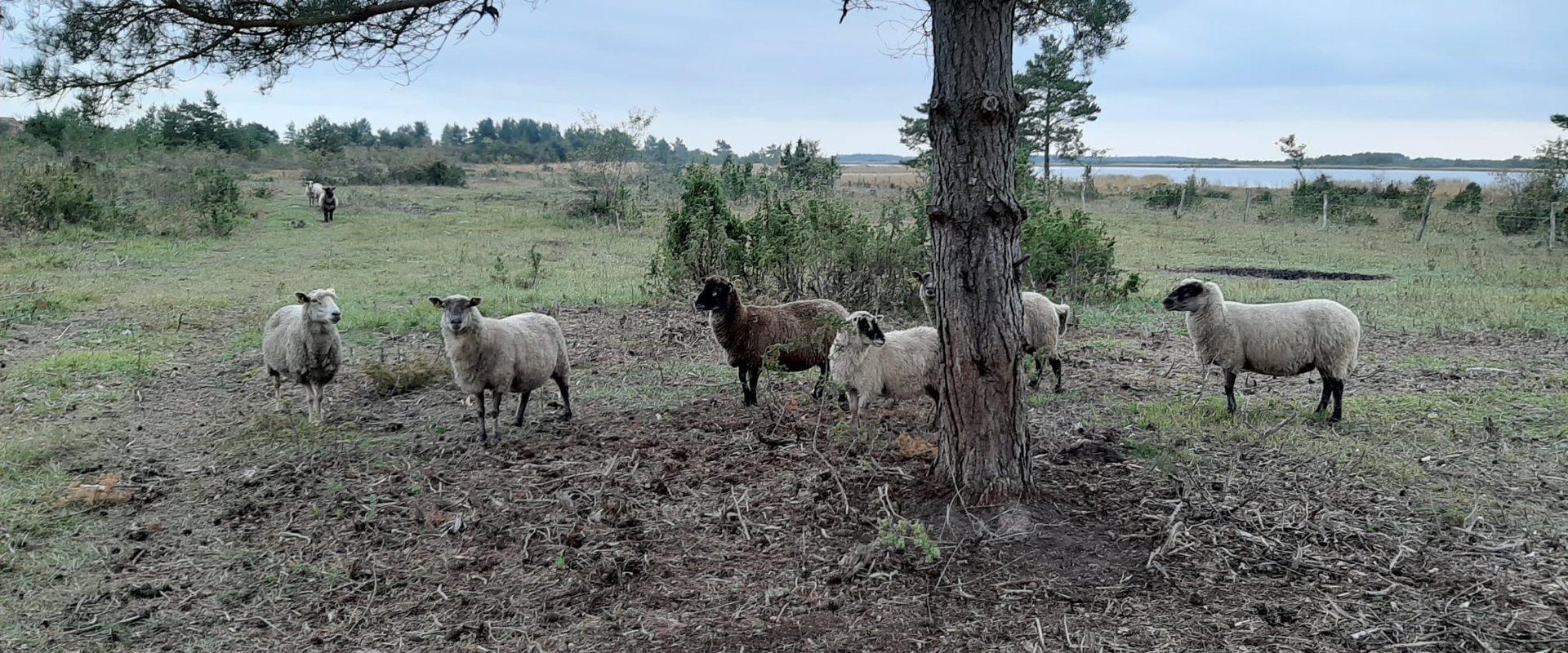 Kadakasuitsun majoituksen lampaat