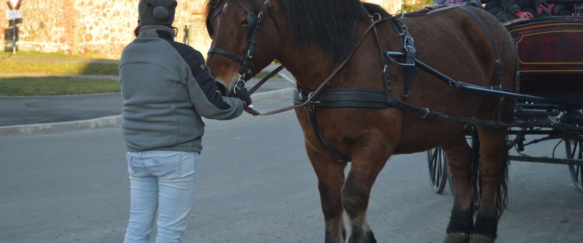 Tori Horse Breeding Farm