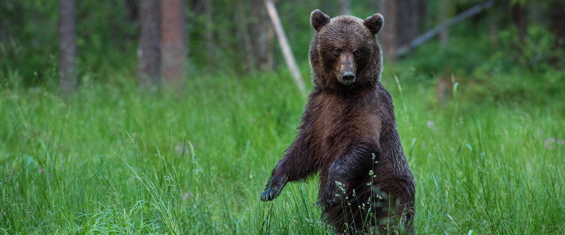 Bear watching tour in Europe