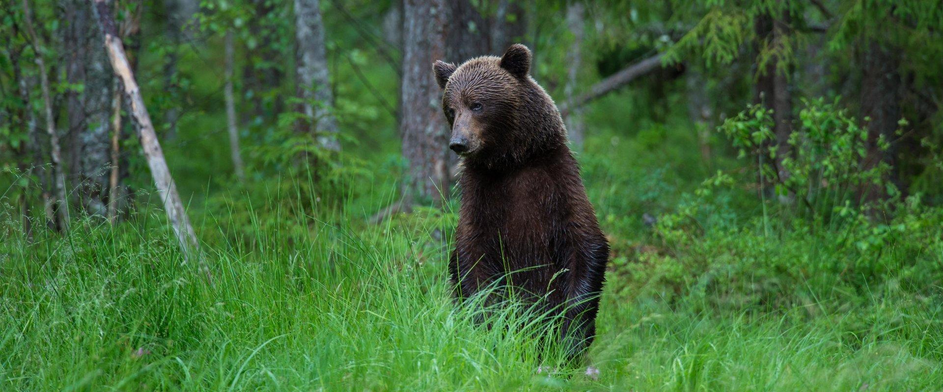 Nature photography tour  in Estonia