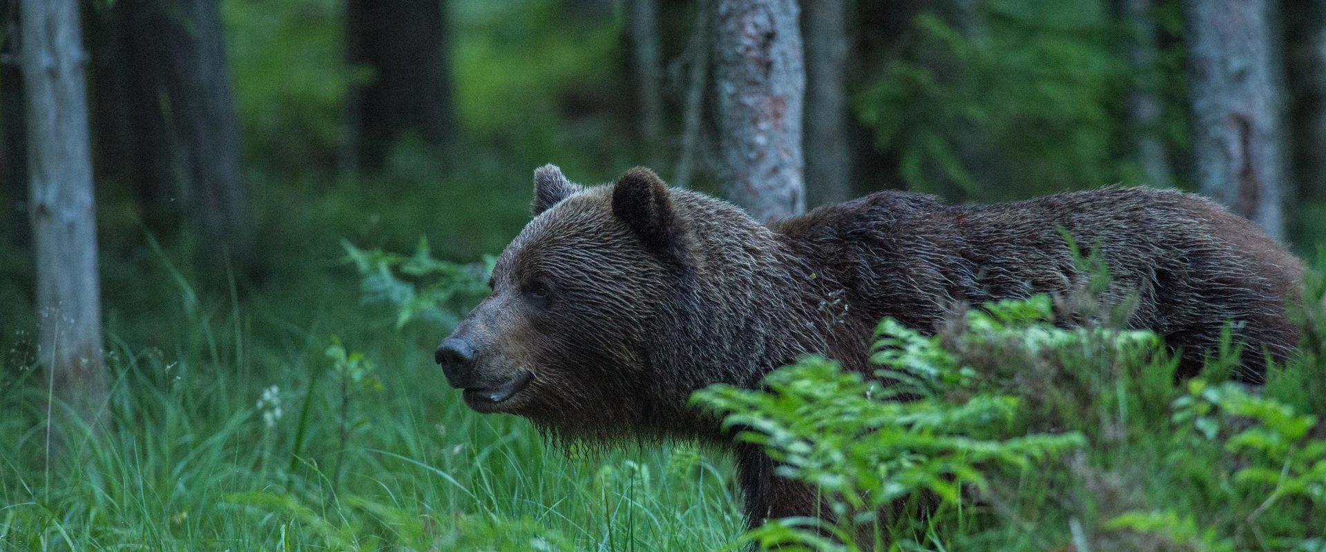 Bear watching tour in Estonia