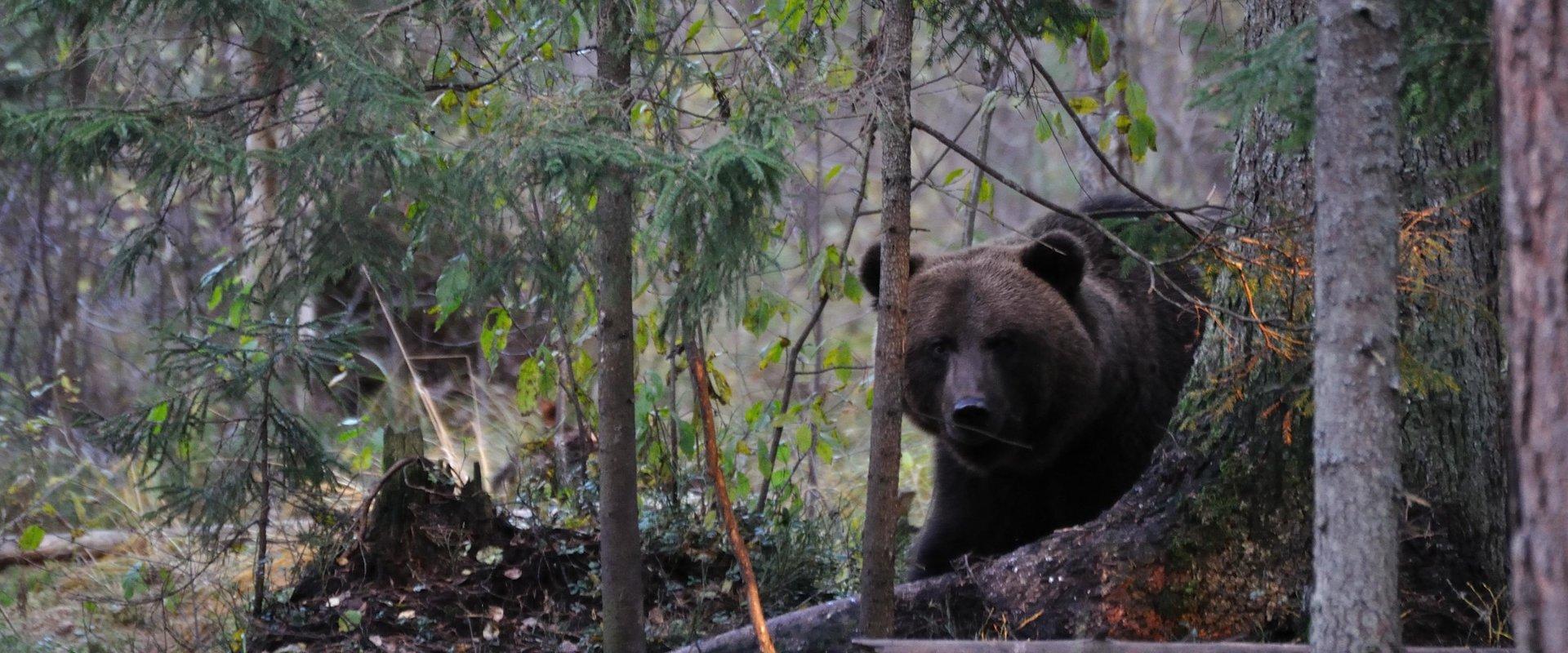 In der Bärenhütte in Alutaguse besteht eine gute Möglichkeit, einen Bären zu sehen. Die Hütte verfügt über zwei Fotoluken auf beiden Seiten und sie li