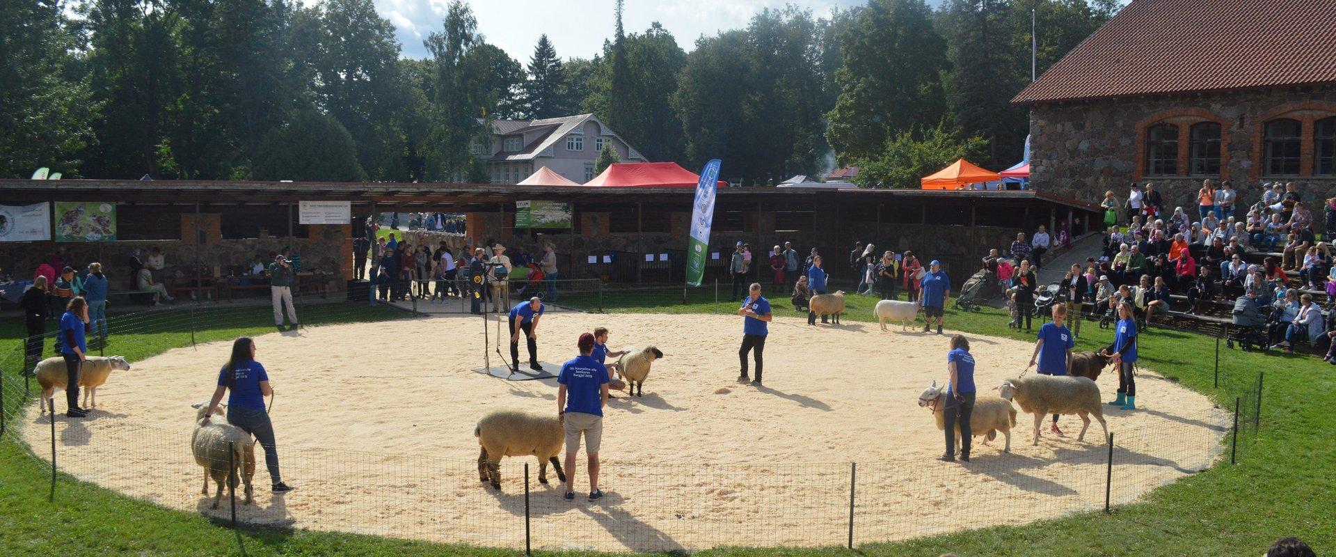 Estnisches Landwirtschaftsmuseum, Zuchttierveranstaltung, auf dem Bild am Wettbewerb teilnehmende Schafe