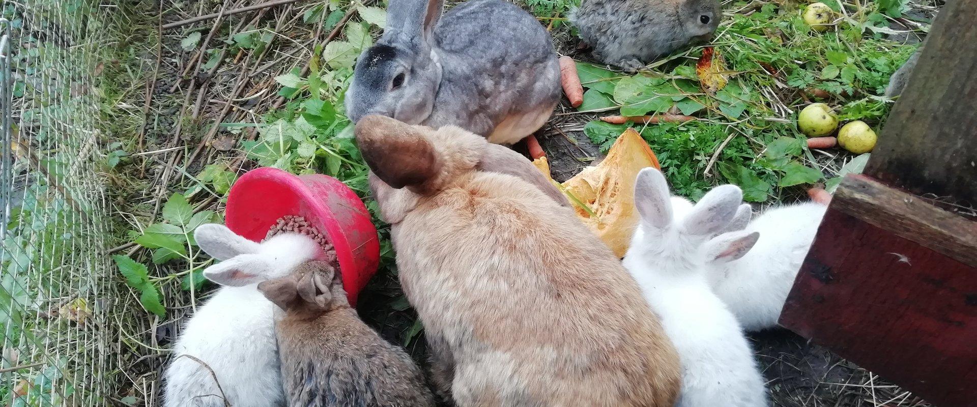 Tipu Nature School rabbits