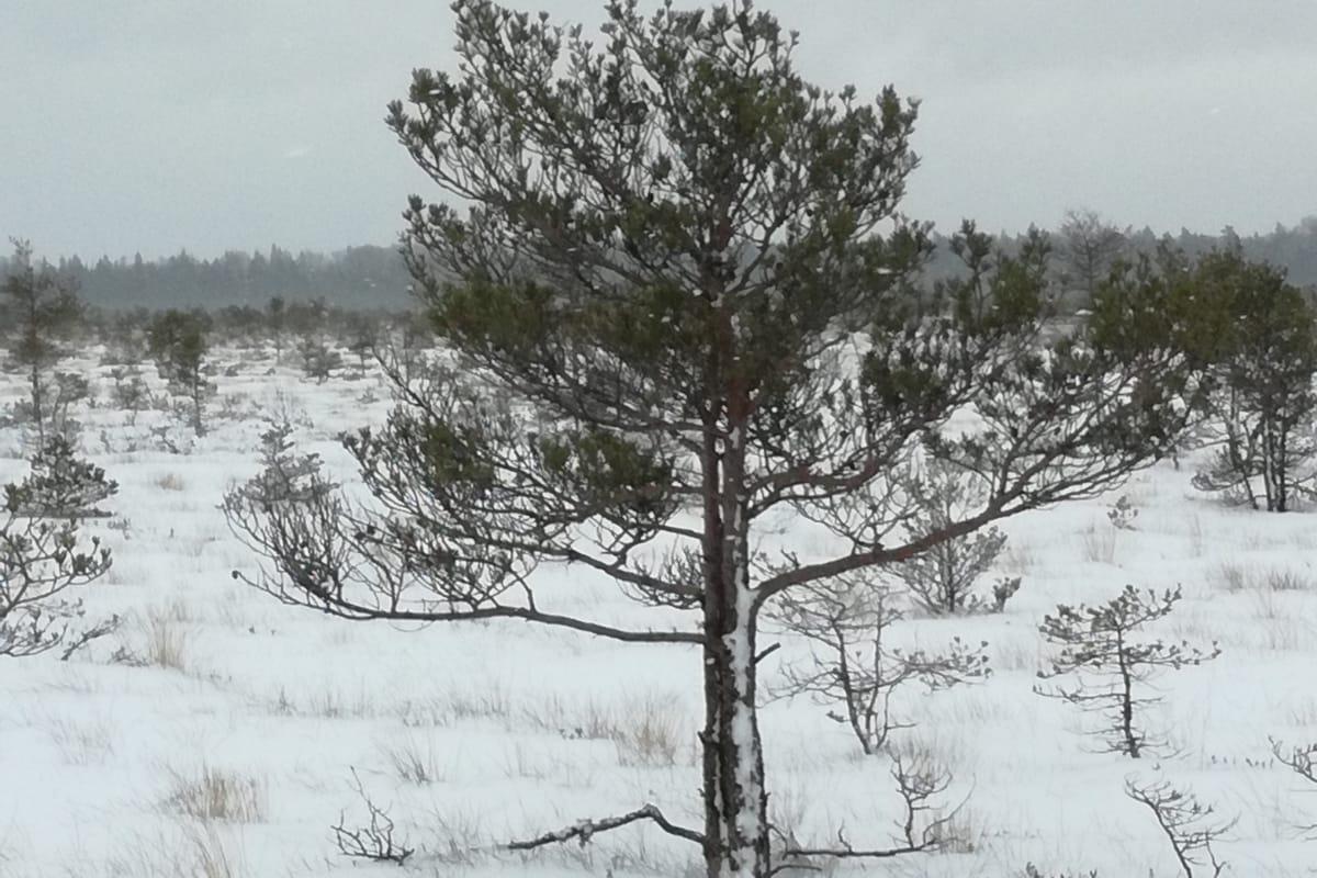 Villa River Rose - kaasaegne majutuskoht Soomaa Rahvuspargi piiril