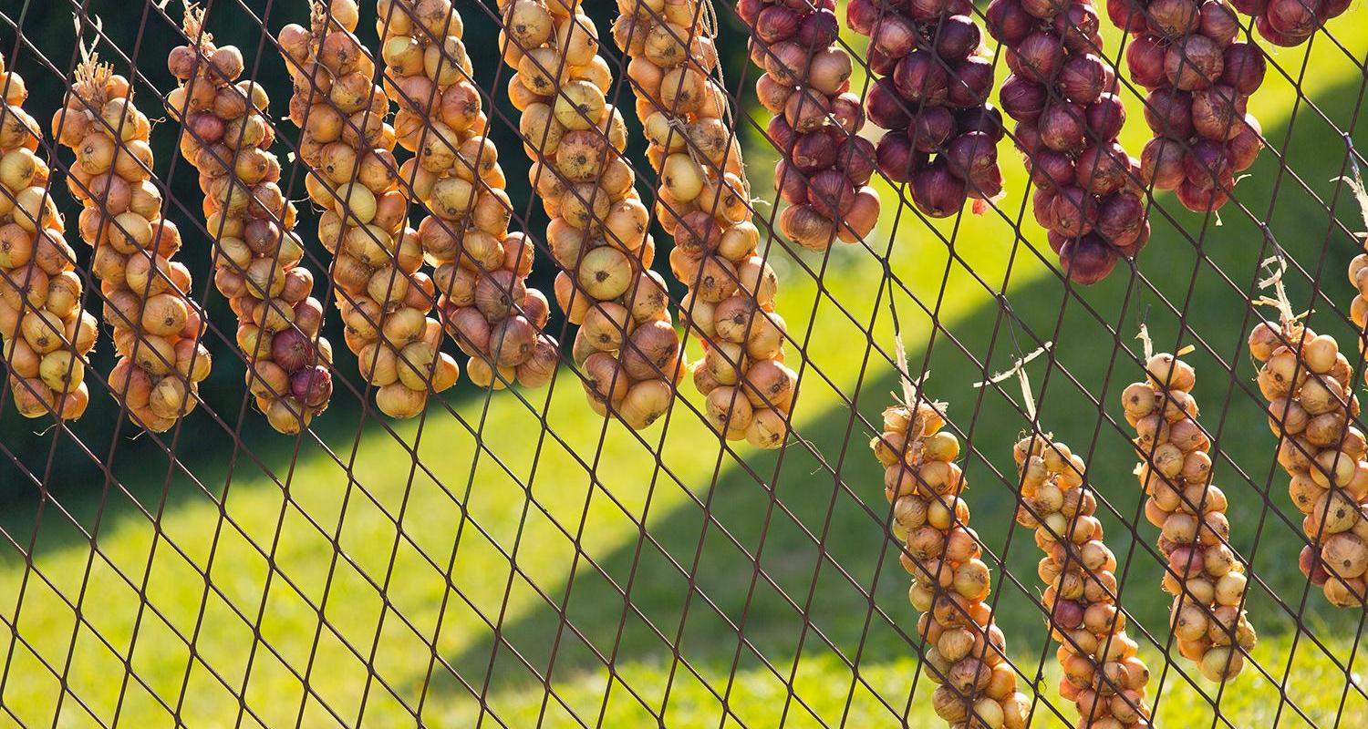 Guided tour ‘Flavours of the Onion Road: from onion pies to chicory coffee’ and braided onions