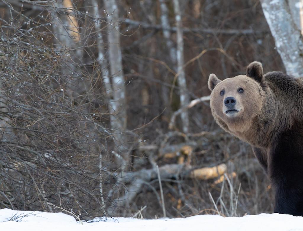 Karhun kuvaus luontovalokuvaajan kanssa Kosen kunnassa