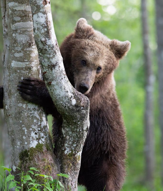 Bear watching with a nature photographer in Kose rural municipality