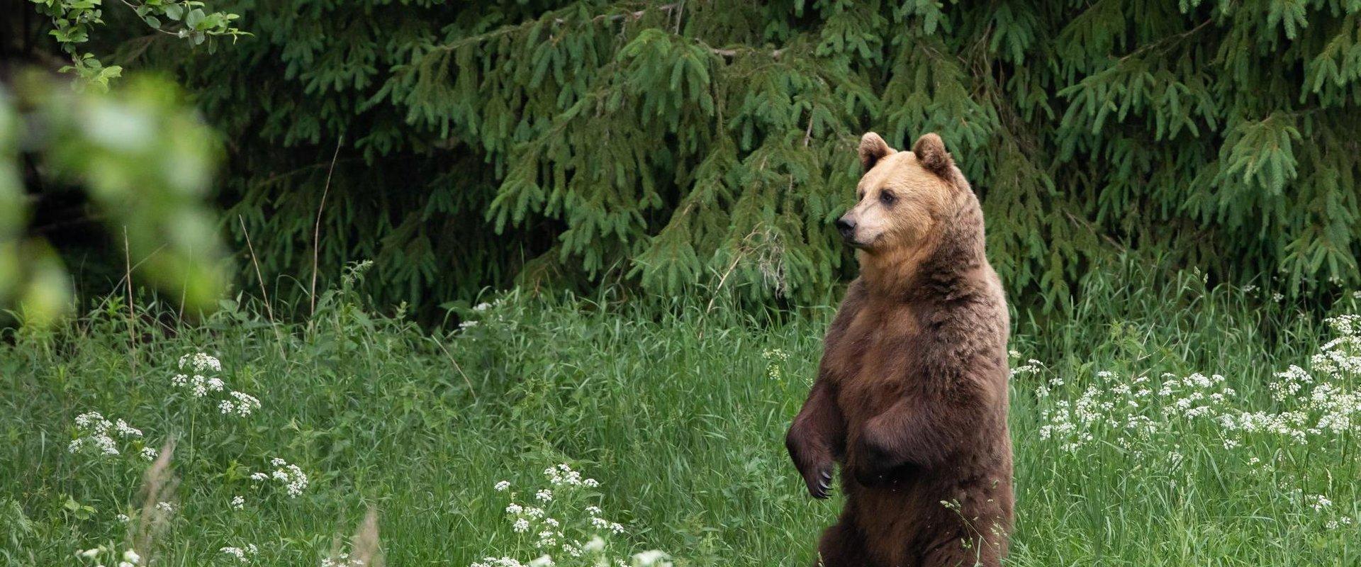 Have you ever seen a bear with your own eyes? Now is your chance! It is most likely to see bears in a small group and the huts are designed for 2–3 pe