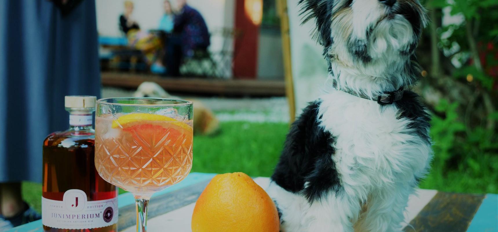 ULA bar, pets, cocktails, dog