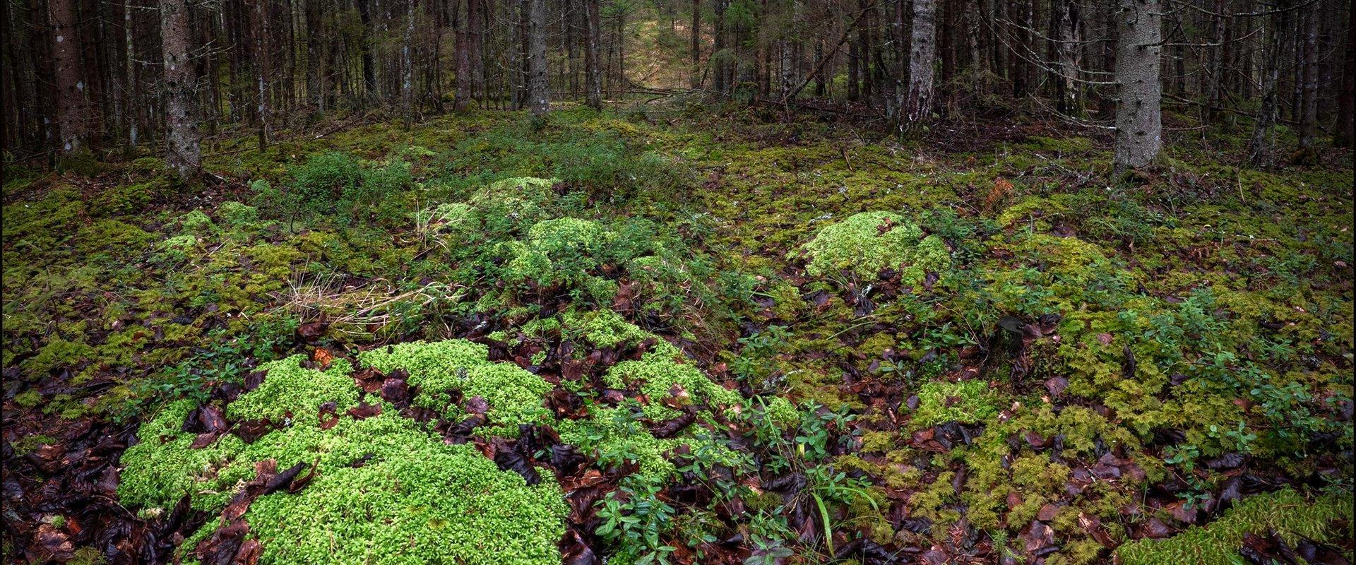 Ojaäärse forest trail