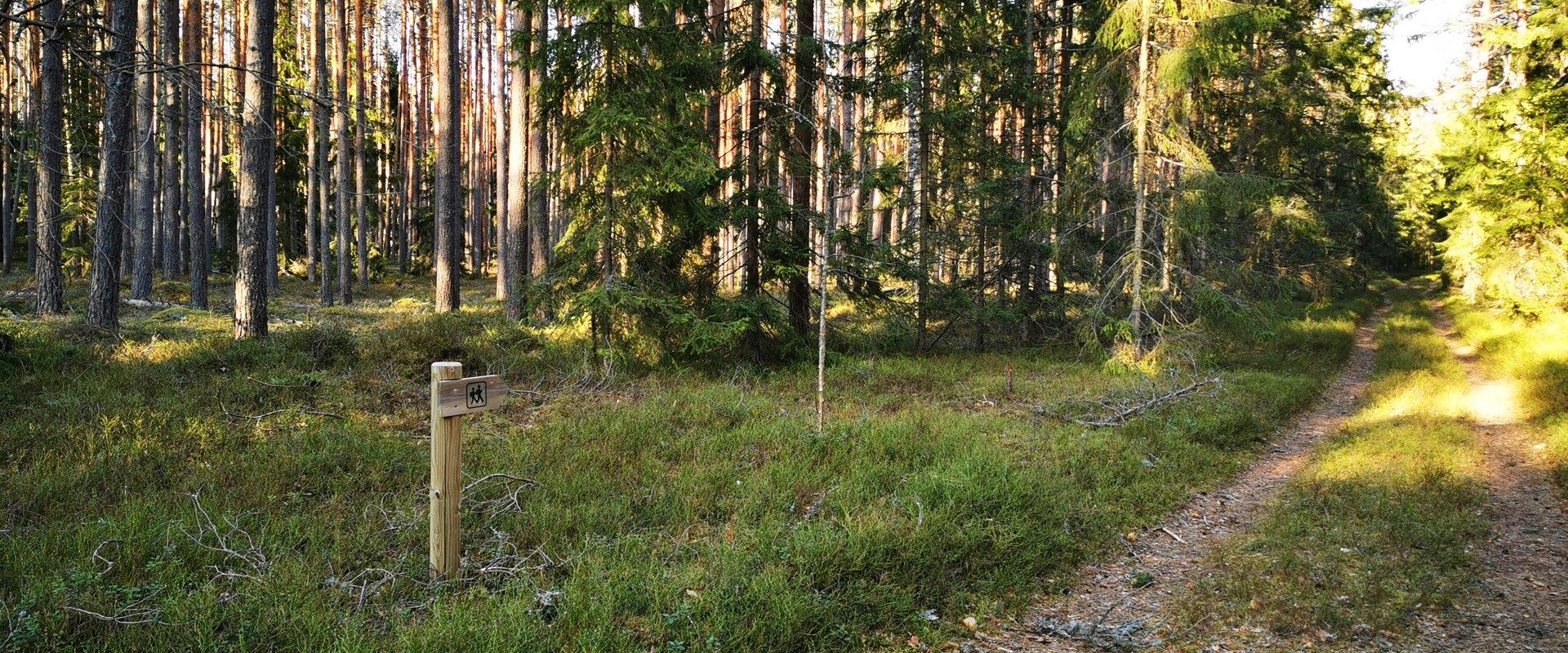 Naturlehrpfad der Staatlichen Forstverwaltung in Kolga