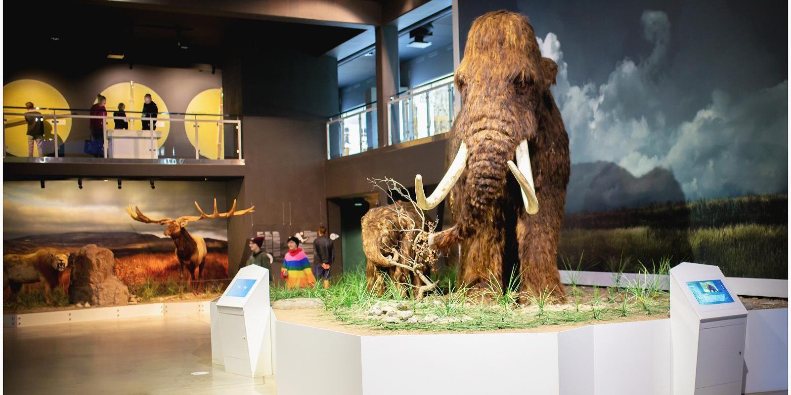 Mammoth at the Ice Age Centre