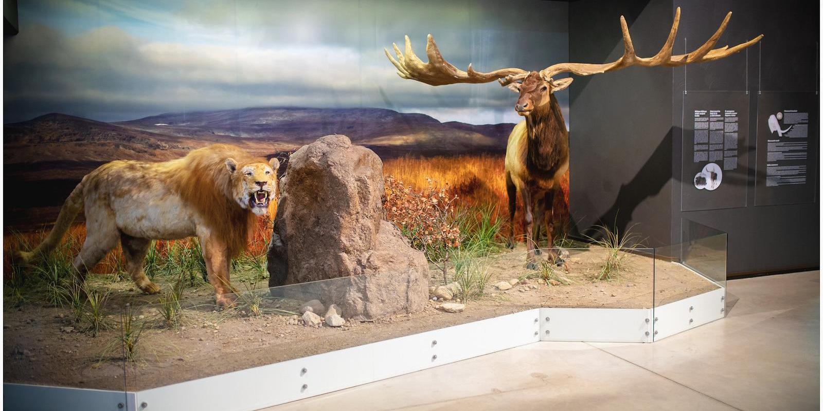 Exhibition at the Ice Age Centre