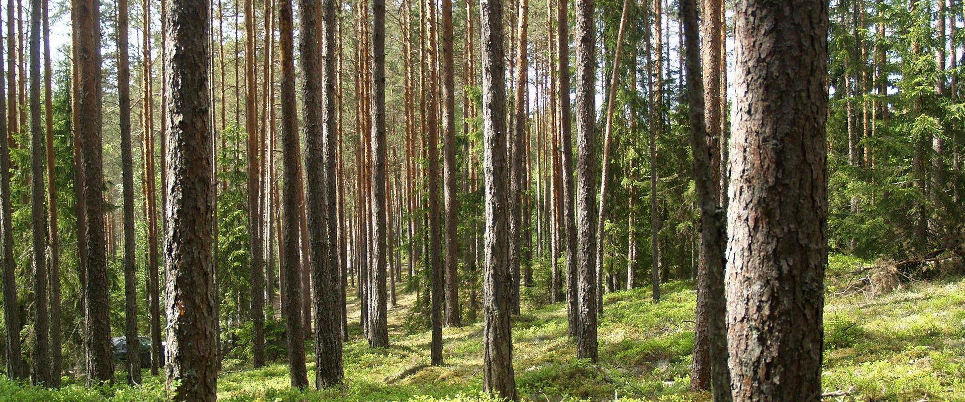 Ruunaraipe Dünen ist eine beliebte Naturdestination für Einwohner von Viljandi, um in die Natur zu gehen. Neben der schönen Landschaft bietet die Umge