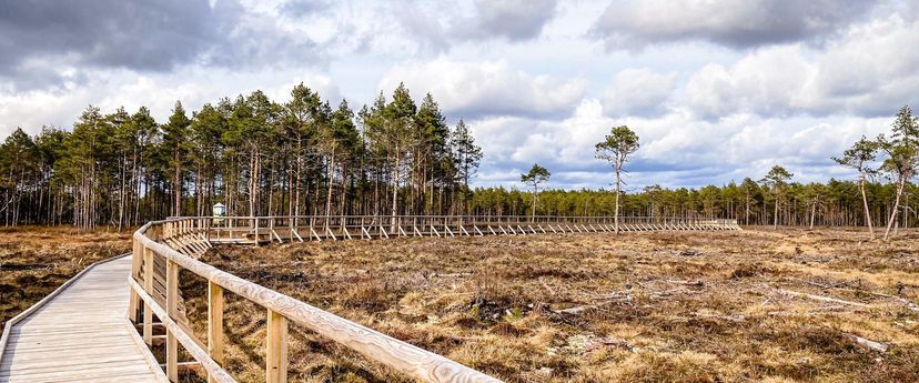 Tudu rabajärv ja metsaonn