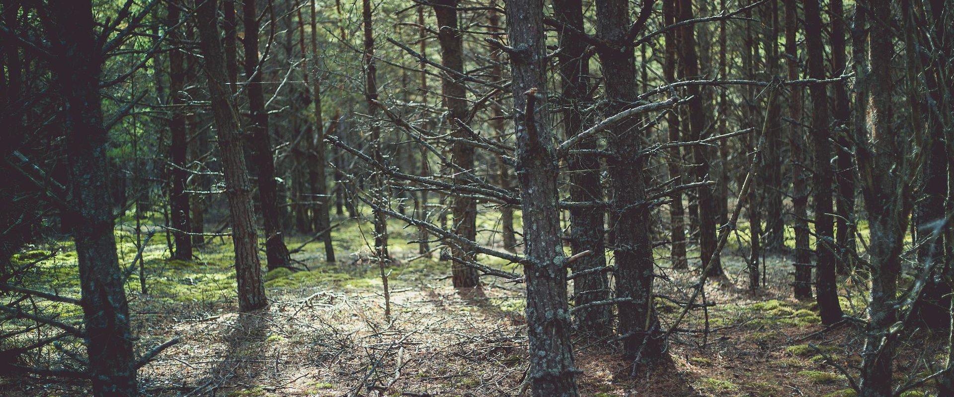 Uuejärve nature trail, North Kõrvemaa, Aegviidu