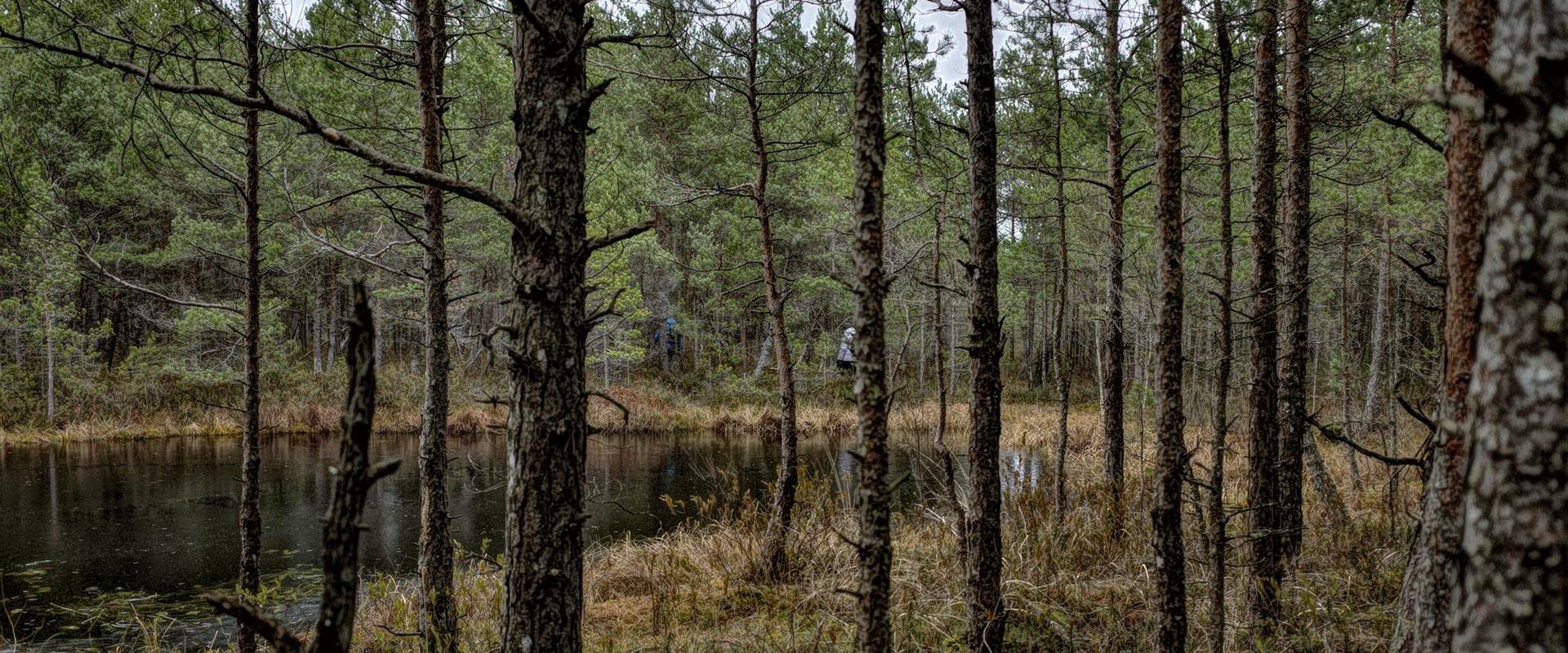 Räätsamatk kunagises pühas Hiiesoos matkajuhiga