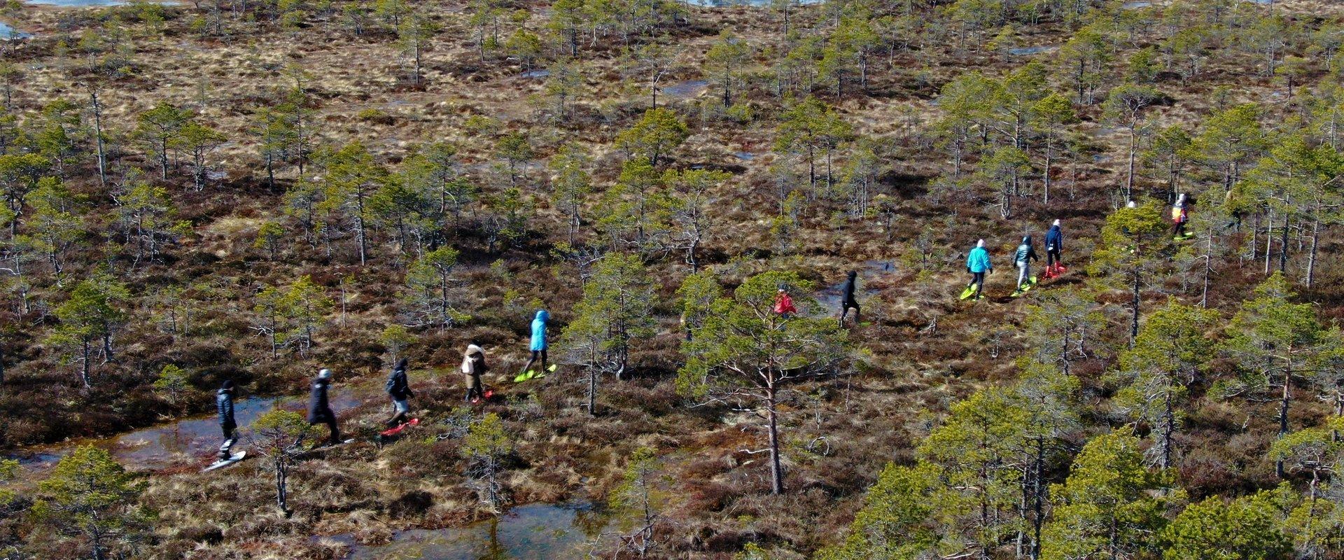 Juhendatud räätsamatk gruppidele Koitjärve rabas