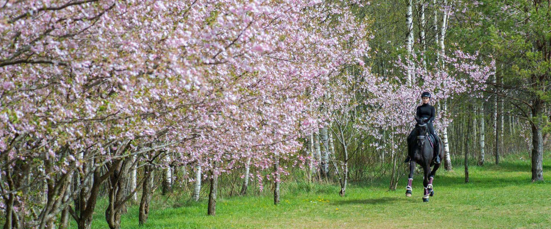 Türi õitsev kirsiallee