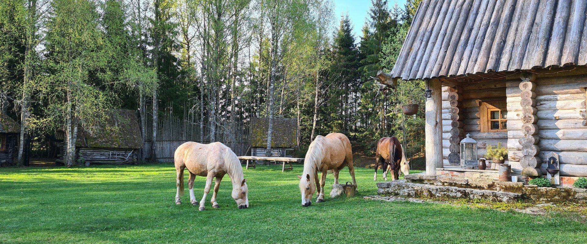 Mustjõe Kõrtsitalu ringkäik giidiga