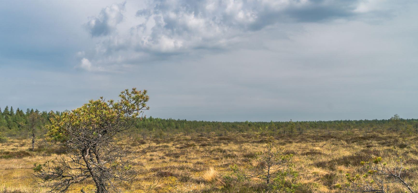 Väätsa looduskaitseala matkarada