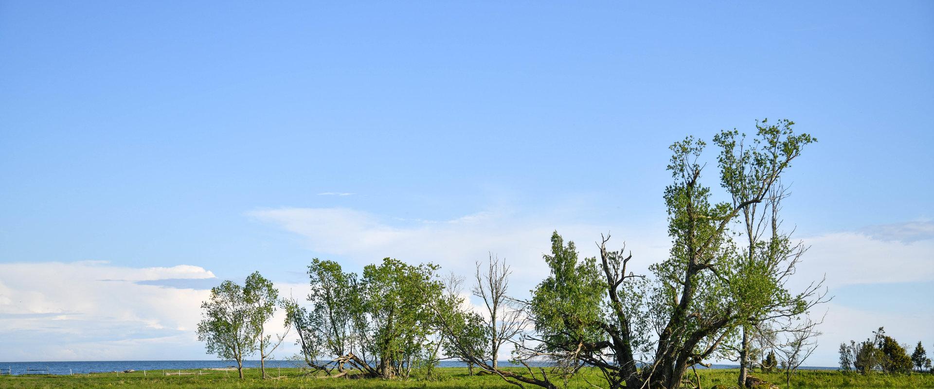 Kastna coastal meadows