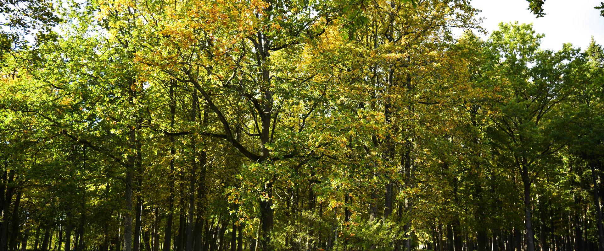 Tõstamaa health sports trail