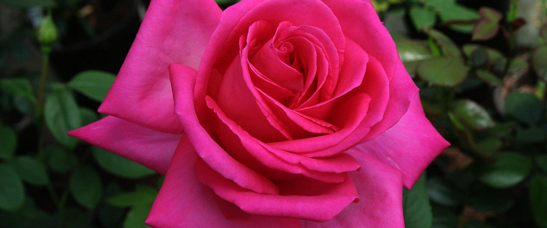 Panga talu roosiaia külastus - roos 'Juubel'