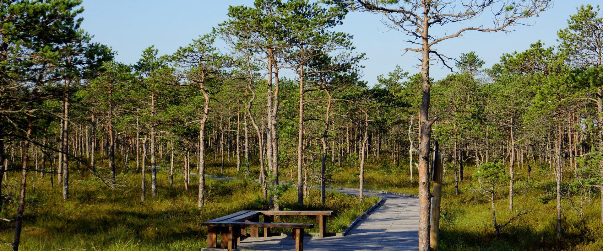 Cabins for hikers, an observation tower and a boardwalk attract many nature lovers to the Meenikunno bog. It is a beautiful recreation area. While wal