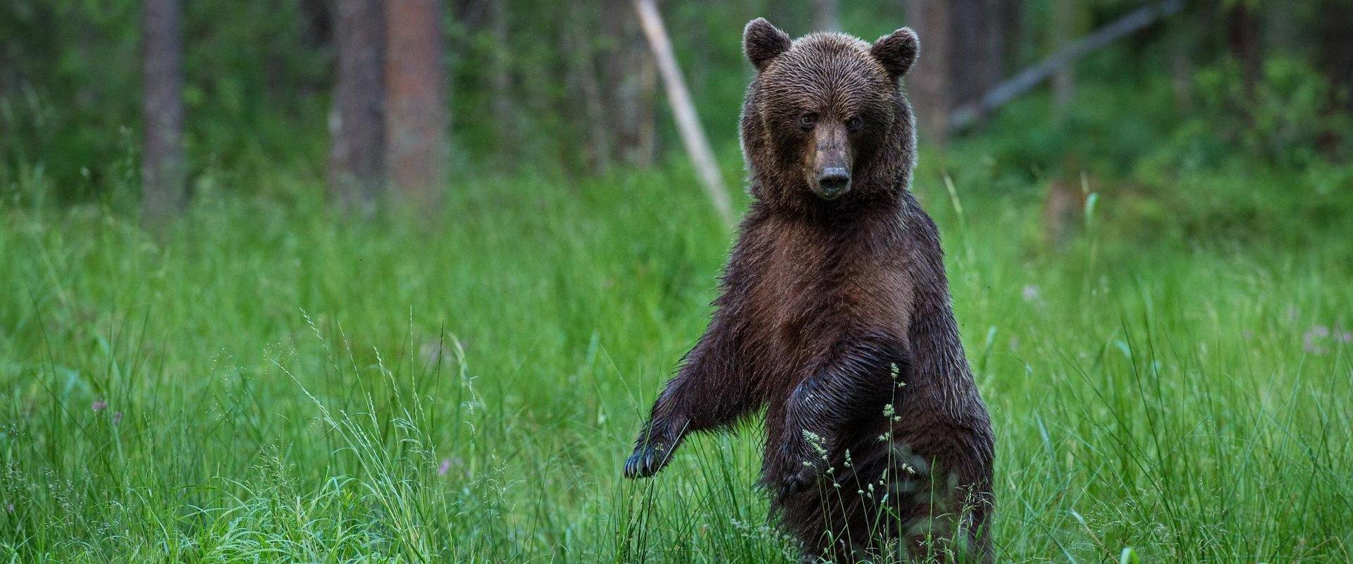 Beobachtung und Fotografieren von Bären in der alten Beobachtungshütte von Alutaguse