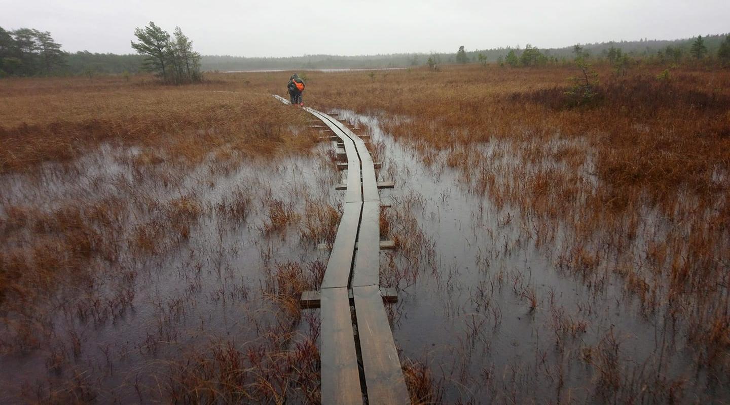 Valgejärve loodusõpperada sügisel