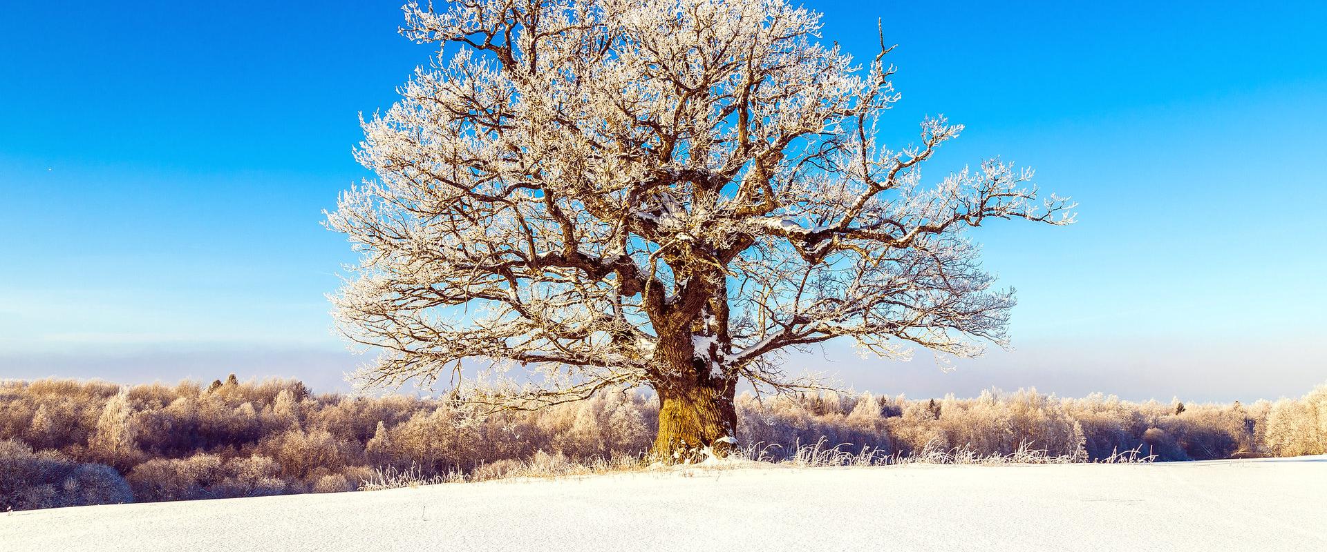 The oak of Viiralt (Tammekoori)