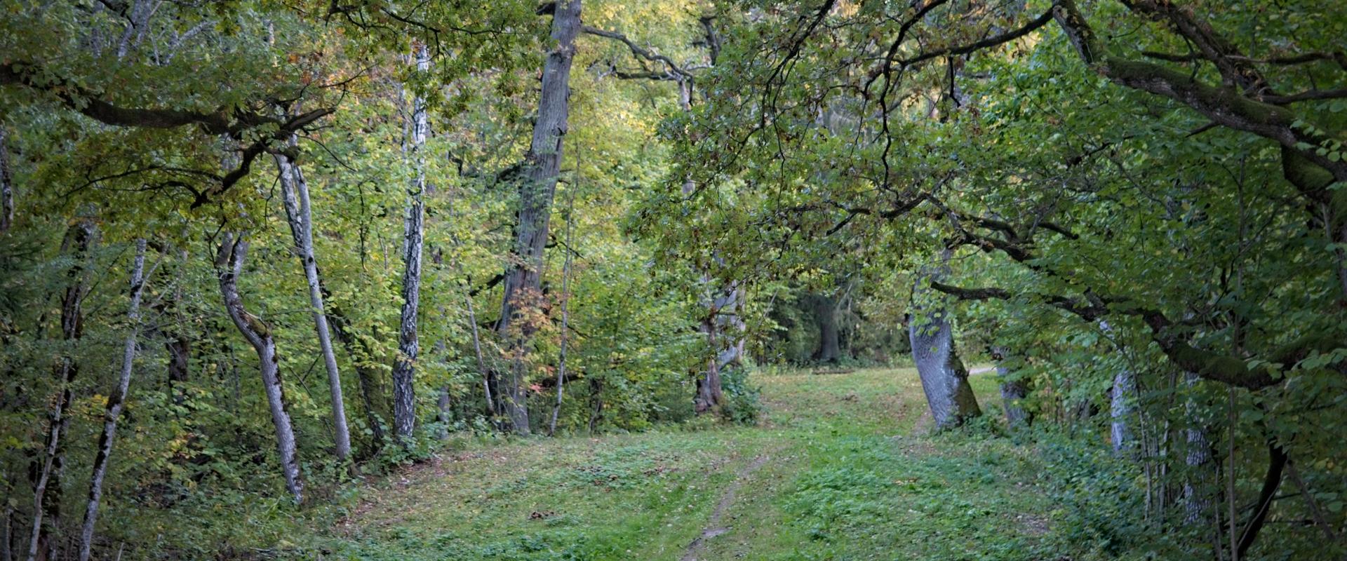 Vinni-Pajusti tammiku tervise- ja suusarajad